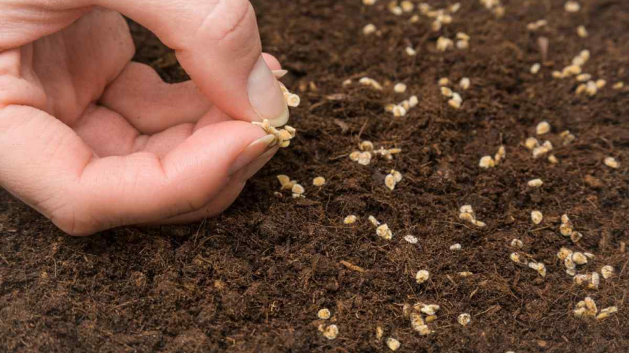 посів насіння