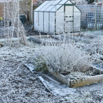 Ця зимова помилка зіпсує вам весняні грядки - не робіть так ніколи