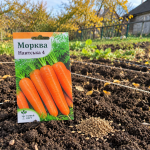 Посійте моркву восени — і збирайте врожай уже в травні: коли та як правильно це зробити