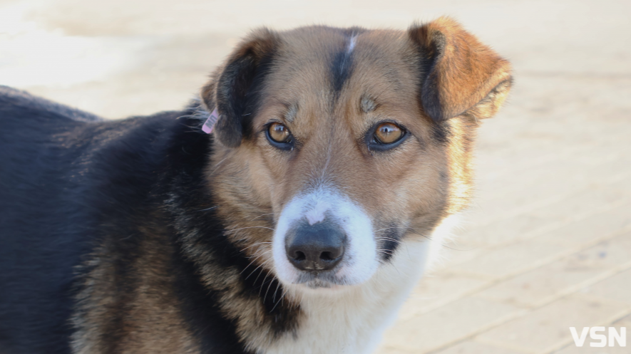 Люди бояться виходити на вулицю: у Маневичах скаржаться на агресивних собак