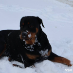 Нові правила утримання тварин на Волині: які зміни приніс закон і що про це кажуть кінологи