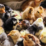 На Волині стартував сезон продажу птиці: скільки коштують курчата, качки та гуси