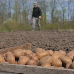 посадка картоплі, найкращі сорти картоплі