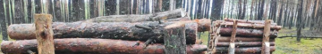 Цього опалювального сезону проблем не буде: яка ситуація з дровами на Волині