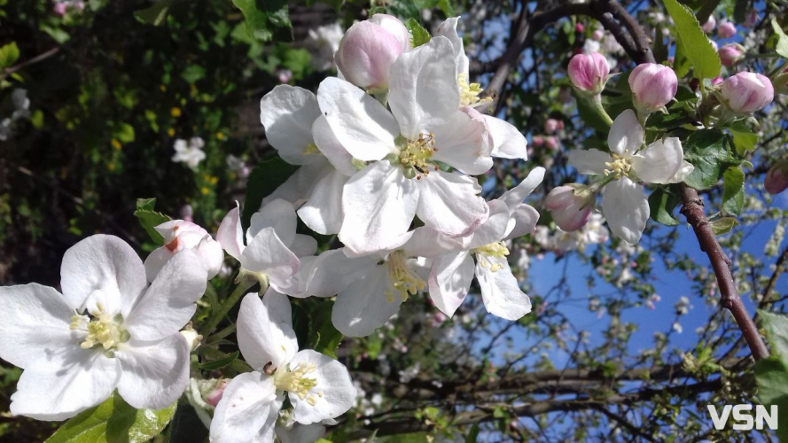 П’ять кроків до щедрого врожаю: календарний план догляду за деревами на Волині