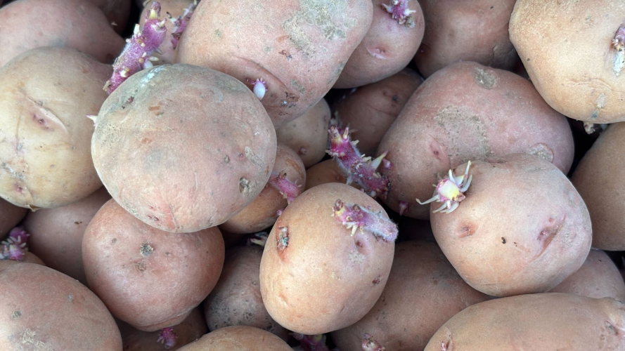 Як підготувати картоплю до посадки: простий крок для щедрого врожаю