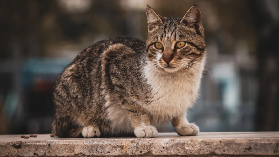 Тепла неділя з невеликою хмарністю: якою буде погода на Волині 15 березня