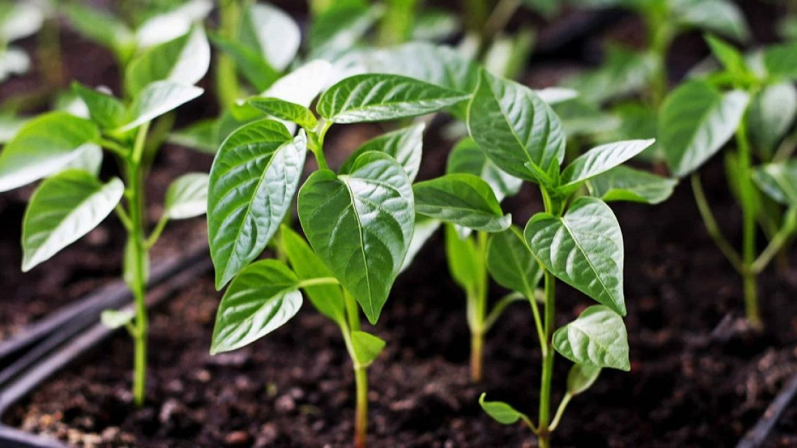 Коли взимку 2026 садити перець на розсаду: найкращі дні за місячним календарем