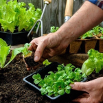 Що посадити у Чистий четвер: список культур для щедрого врожаю