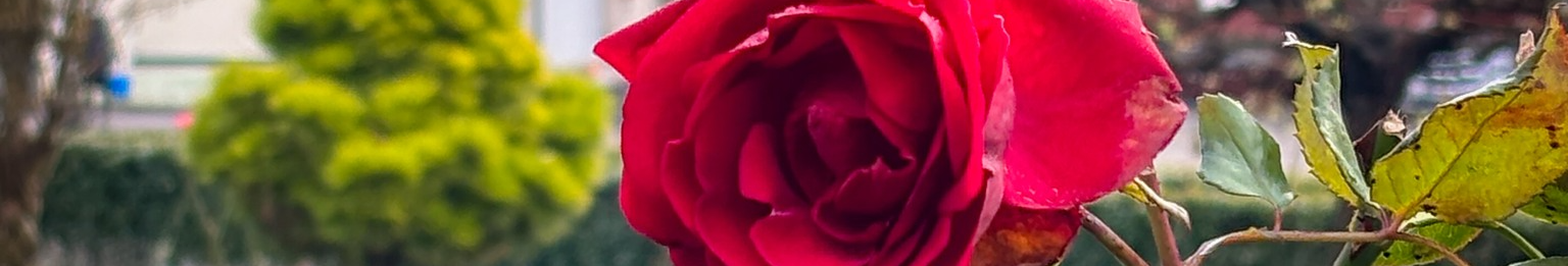 Передріздвяне диво у Луцьку: біля собору посеред зими розквітли квіти