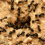 Чому мурахи повертаються знову і знову: головна помилка в боротьбі, про яку мовчать