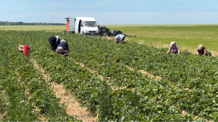 «За два дні заробила місячну зарплату»: як на Волині збирають полуницю та скільки платять за сезонну роботу