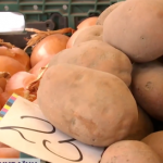 Чоловік - у ЗСУ: волинянка вирощує понад 70 сортів картоплі