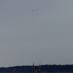 Весна наближається: на Волині зафіксували повернення сірих журавлів із вирію