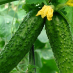 Хрусткі, врожайні, невибагливі: 3 найкращі сорти огірків для України