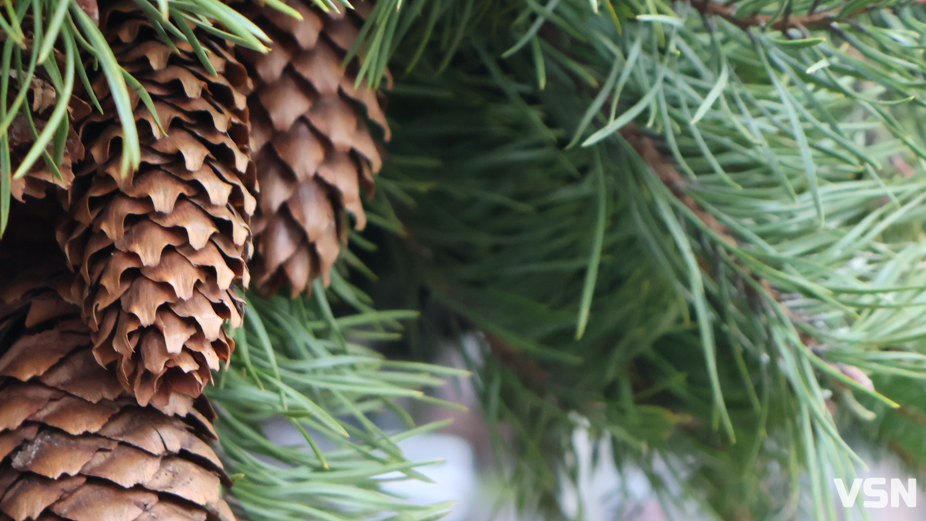 Якою буде погода на Волині на вихідні 13 та 14 грудня?