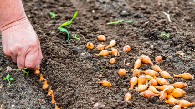 Найкращі дні для посадки цибулі у квітні 2026: не відкладайте — час садити вже