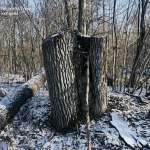 Збитки довкіллю на понад 5 млн грн – майстер лісу на Волині постане перед судом