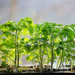 Лише в ці дні: коли садити розсаду помідорів у лютому 2026 року за місячним календарем