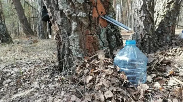 Скільки коштує березовий сік на Волині?