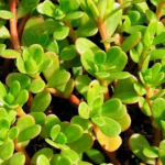 Як назавжди позбутися портулаку у листопаді, щоб він не з’явився навесні