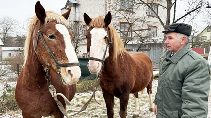 Коли кінь - не символ, а помічник: як живе й працює міський господар Володимира