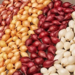 Вирощування озимої цибулі