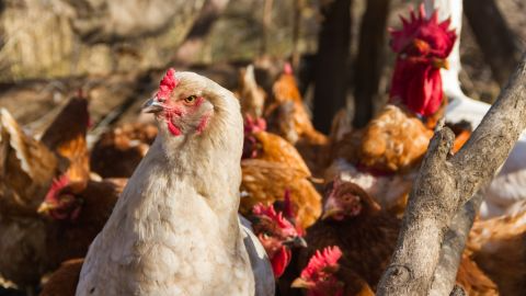 Як підвищити несучість курей взимку: проста та ефективна підкормка