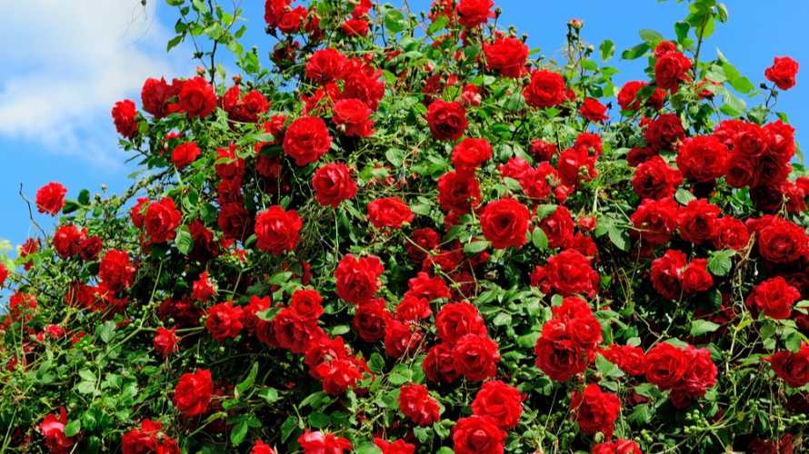Тільки одне підживлення троянд у квітні — і вони безперервно будуть цвісти