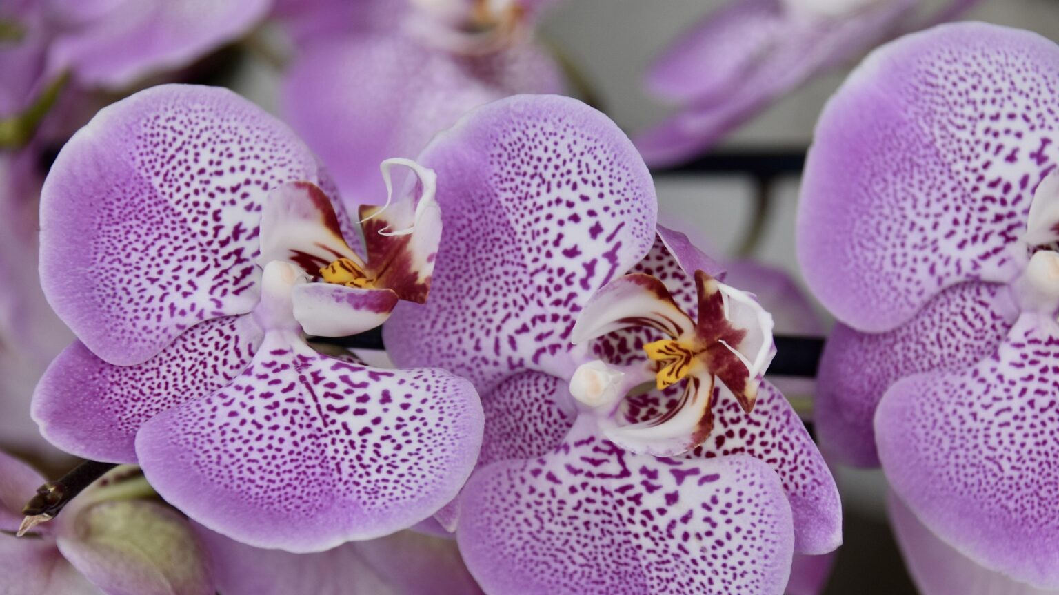 Як стимулювати цвітіння орхідеї взимку