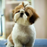 У Луцьку суд оштрафував чоловіка та конфіскував собак, які загризли ши-тцу