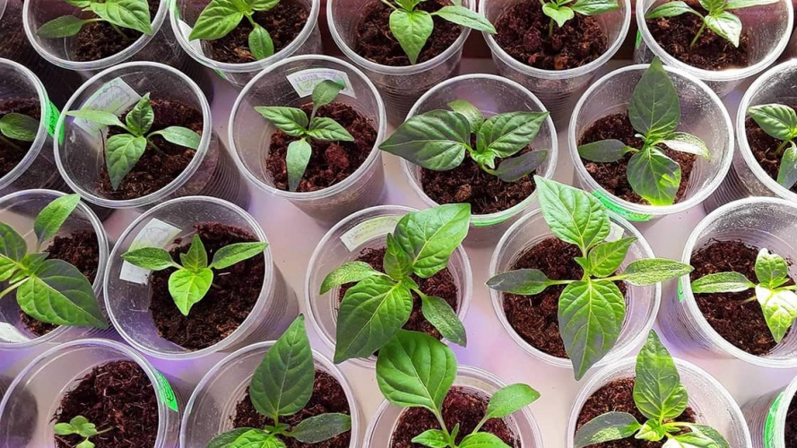 Коли сіяти перець на розсаду у лютому і березні 2026: найкращі дні за місячним календарем