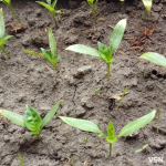 Коли висаджувати розсаду та сіяти насіння: календар городніх робіт на Волині