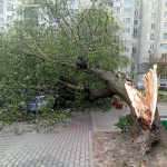 У Луцькому районі через негоду пошкоджені дахи, повалене дерево впало на авто