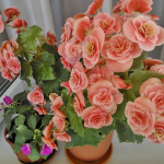 Бегонія вкриється квітами: як у домашніх умовах підживити цей вазон, щоб він почав безперервно квітнути