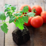 Коли сіяти помідори на розсаду взимку 2026 року: найкращі дні за місячним календарем