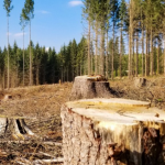 Зрізав дерево – сплатив штраф: на Волині виявили десятки випадків незаконних рубок лісу