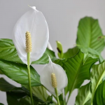 Як змусити спатифілум цвісти: просте підживлення для «жіночого щастя»