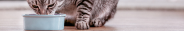 Вплив холістик корму на шерсть та шкіру котів: чому варто звернути увагу?