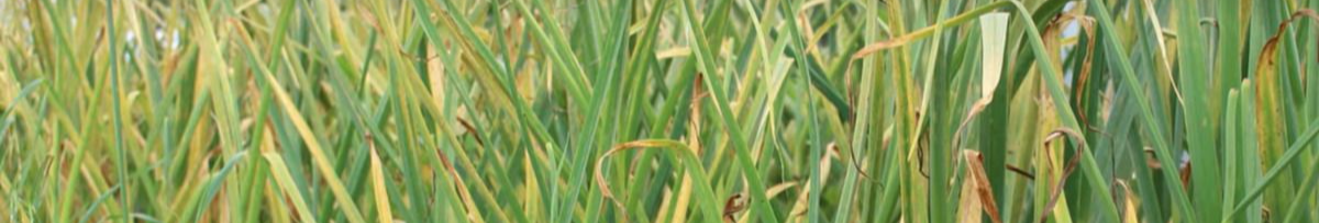 Жовтіє часник після морозів: як швидко врятувати рослину