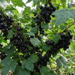 підживлення смородини у лютому