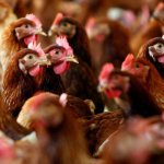 У Китаї зафіксували перший випадок зараження людини вірусом пташиного грипу H3N8