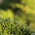 Без опадів та до +18: якою буде погода на Волині протягом останнього тижня березня