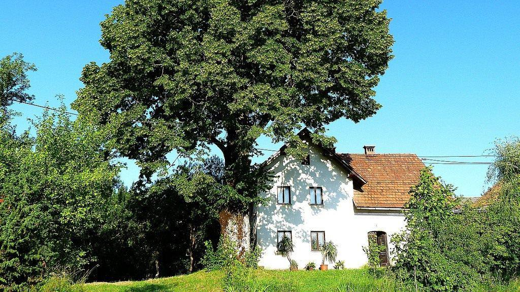 Не до добра: які дерева категорично не можна садити біля будинку