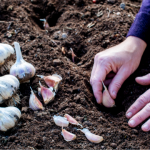 Через скільки днів після висадки проростає часник?