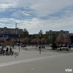 Гарна фотозона: у Луцьку зацвіла ціла алея унікальних іранських слив