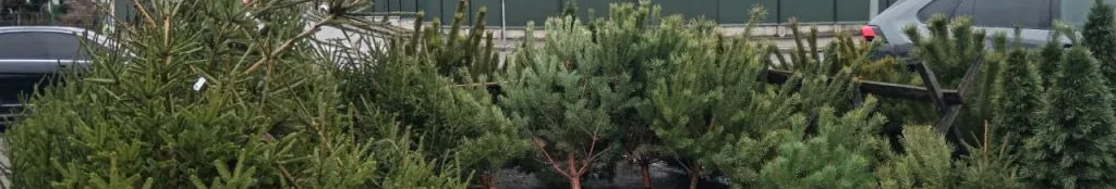 Новорічні дерева від 150 грн: у центрі Володимира запрацювали ялинкові точки