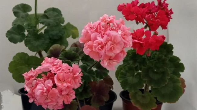 Не цвітне пеларгонія: чим підживити рослину, щоб вона розквітла взимку