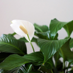 Спатифілум буде пишно цвісти і рости, як на дріжджах: чим підживити «жіноче щастя»