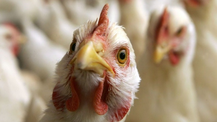 Птахоферма в Луцькому районі знову в планах: інвестор повторно подав документи